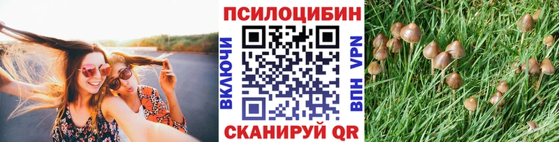 Псилоцибиновые грибы мицелий  закладки  Кинешма 